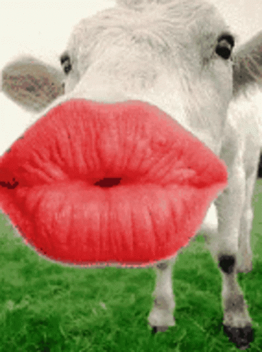 A Close Up Of A Cow With Red Lips On Its Face GIF