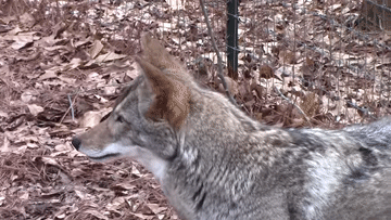 A Close Up Of A Coyote 'S Head With A Fence In The Background GIF