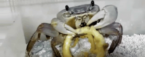 A Close Up Of A Crab With A Yellow Ring Around Its Neck GIF