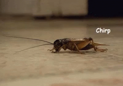 A Close Up Of A Cricket Crawling On The Floor With The Word Chirp Above It . GIF