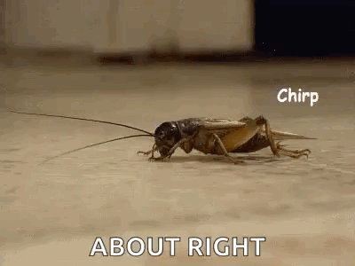 A Close Up Of A Cricket Crawling On The Floor With The Words `` About Right '' Written Above It . GIF