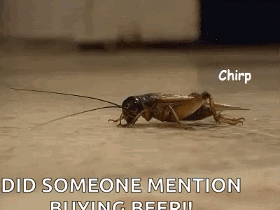 A Close Up Of A Cricket Crawling On The Ground . GIF