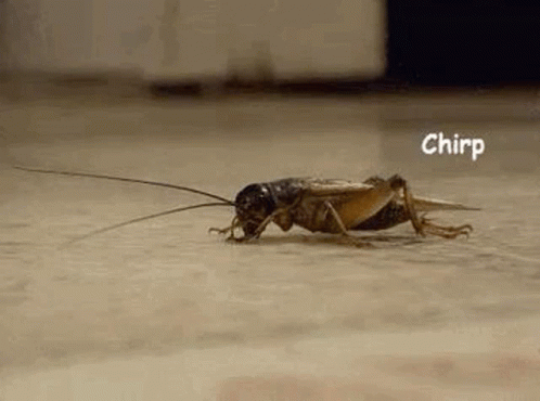 A Close Up Of A Cricket Walking On The Ground . GIF