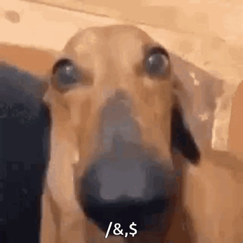 A Close Up Of A Dachshund 'S Face With The Words `` / & $ '' Written On It . GIF