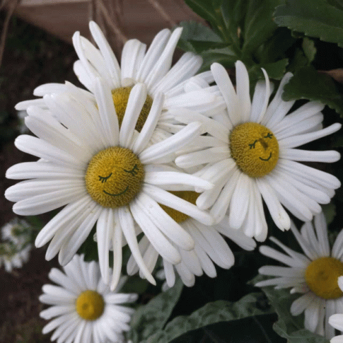 A Close Up Of A Daisy With A Smiley Face On It GIF