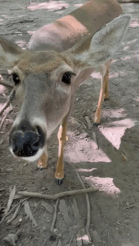 A Close Up Of A Deer Looking At The Camera With Its Mouth Open GIF