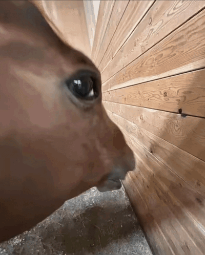 A Close Up Of A Deer 'S Face Looking At A Wooden Wall GIF