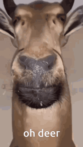 A Close Up Of A Deer 'S Face With The Words Oh Deer Written Below It GIF