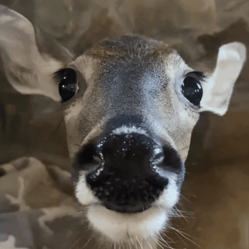 A Close Up Of A Deer 'S Nose With A White Spot GIF