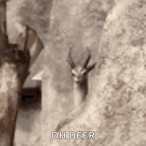 A Close Up Of A Deer Standing Next To A Rock Wall . GIF