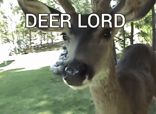 A Close Up Of A Deer With The Words Deer Lord Written On It GIF