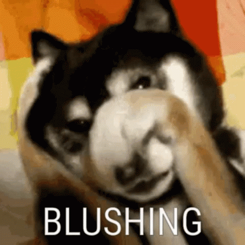 A Close Up Of A Dog Covering Its Nose With Its Paw And The Word Blushing Is Visible . GIF
