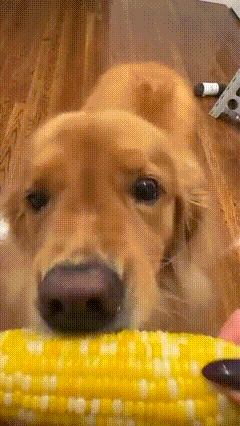 A Close Up Of A Dog Eating A Piece Of Corn GIF
