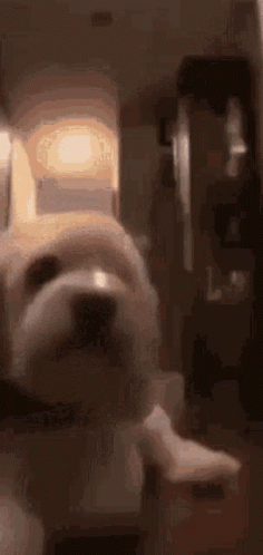 A Close Up Of A Dog Holding A Piece Of Paper In Front Of A Refrigerator Door . GIF