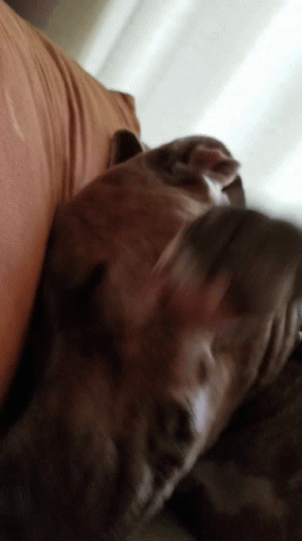 A Close Up Of A Dog Laying Down On A Bed GIF