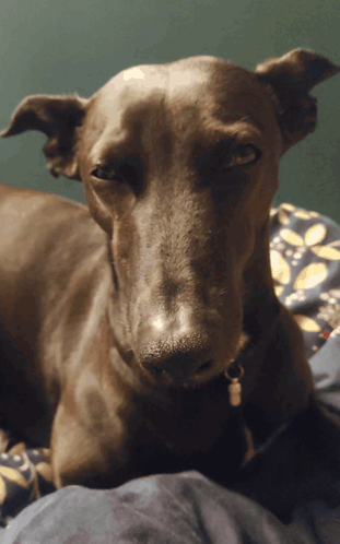 A Close Up Of A Dog Laying On A Bed Looking At The Camera GIF