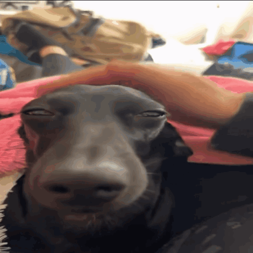A Close Up Of A Dog Laying On A Bed With A Person Petting It GIF