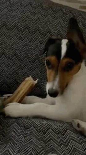 A Close Up Of A Dog Laying On A Couch With A Bone In Its Mouth . GIF