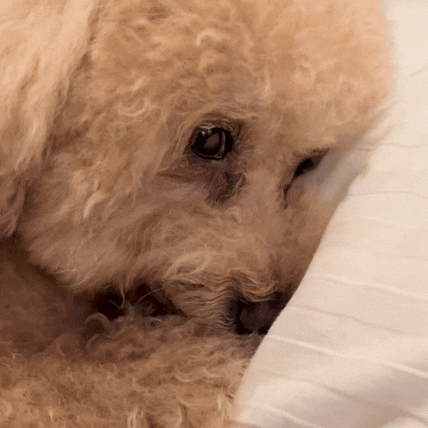 A Close Up Of A Dog Laying On A Pillow GIF