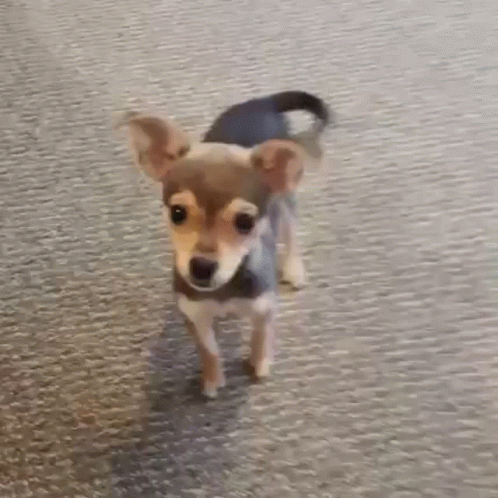 a close up of a dog laying on the floor with a blurry background .