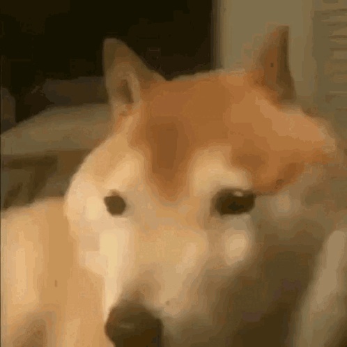 A Close Up Of A Dog Looking At The Camera . GIF