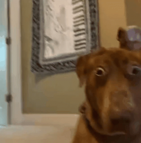 A Close Up Of A Dog Looking At The Camera With A Clock In The Background GIF