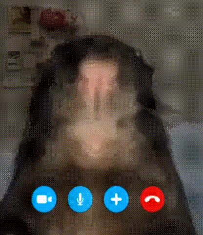 A Close Up Of A Dog On A Video Call With A Microphone And Buttons . GIF