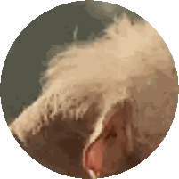 a close up of a dog 's ear with a circle around it