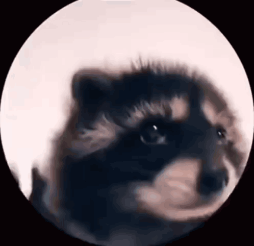 A Close Up Of A Dog 'S Face In A Circle On A White Background . GIF