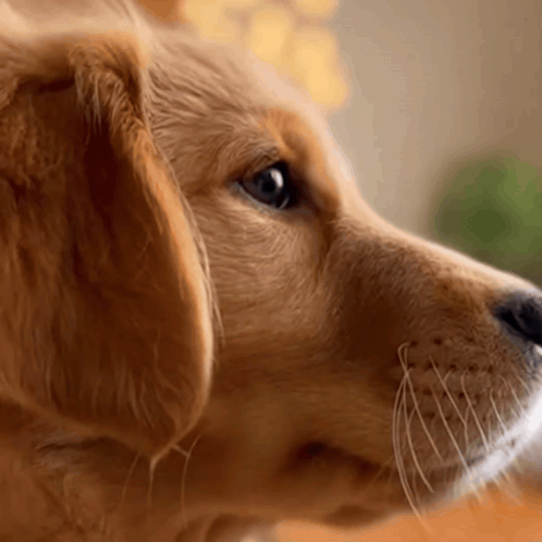 A Close Up Of A Dog 'S Face Looking Up GIF
