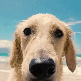 A Close Up Of A Dog 'S Face On A Beach GIF