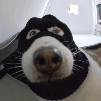 A Close Up Of A Dog 'S Face Wearing A Mask GIF