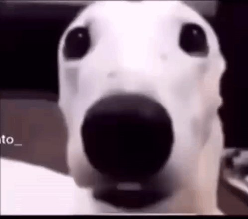 A Close Up Of A Dog 'S Face With A Black Nose . GIF