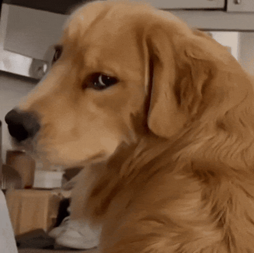 A Close Up Of A Dog 'S Face With A Blurred Background GIF