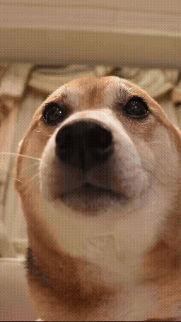 A Close Up Of A Dog 'S Face With A Blurred Background GIF