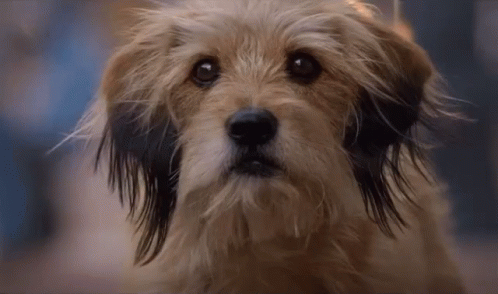 Close Up Of Dog's Face GIF