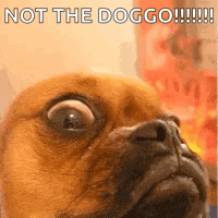 A Close Up Of A Dog 'S Face With A Caption That Says `` Not The Doggo ! '' GIF