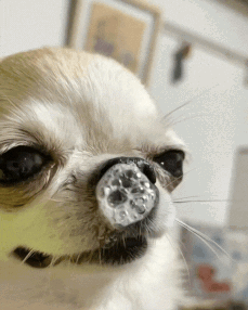A Close Up Of A Dog 'S Face With A Clear Object In Its Nose GIF