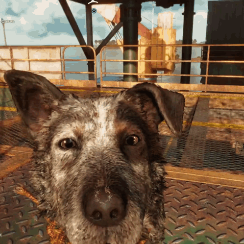 A Close Up Of A Dog 'S Face With A Fence In The Background And A Sign That Says Garage GIF