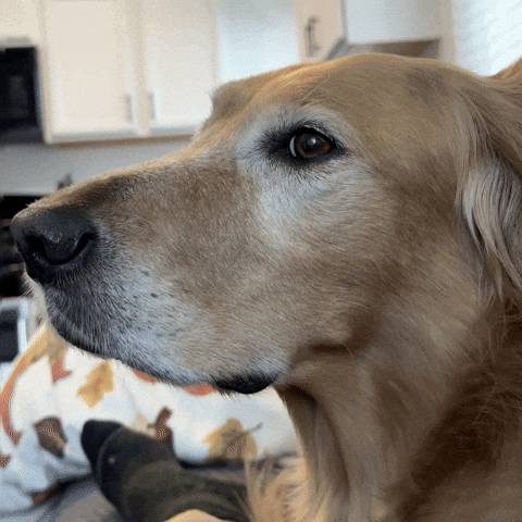 A Close Up Of A Dog 'S Face With A Leafy Pillow In The Background GIF