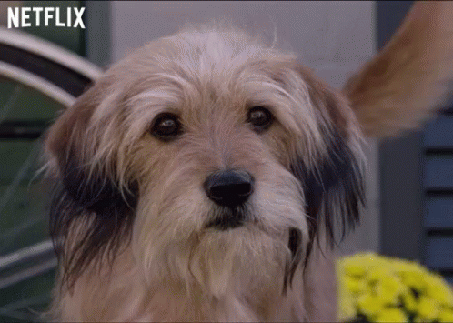 Close Up Of Dog's Face With Netflix Logo GIF