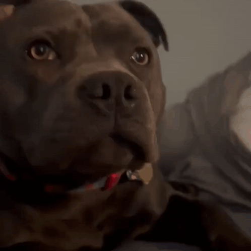 A Close Up Of A Dog 'S Face With A Red And Blue Collar GIF
