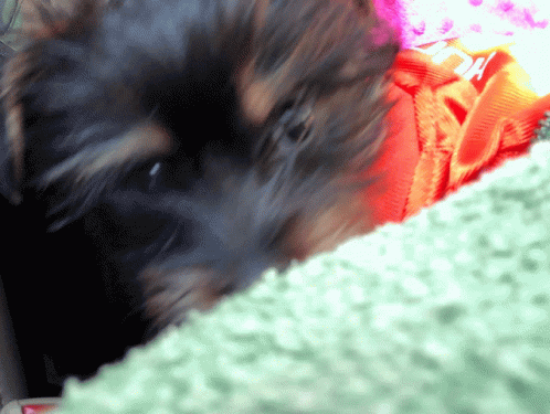 A Close Up Of A Dog 'S Face With A Red Item In The Background That Says Da GIF