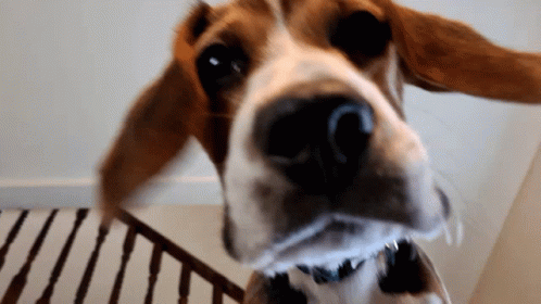 A Close Up Of A Dog 'S Face With A Staircase In The Background GIF