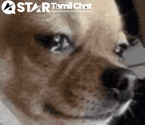 A Close Up Of A Dog 'S Face With A Star Tamil Chat Logo In The Background GIF