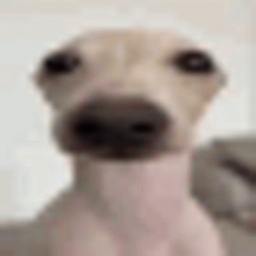 A Close Up Of A Dog 'S Face With A Turtleneck On . GIF