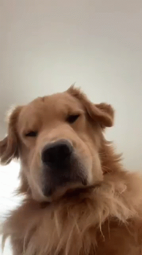 A Close Up Of A Dog 'S Face With A White Background GIF