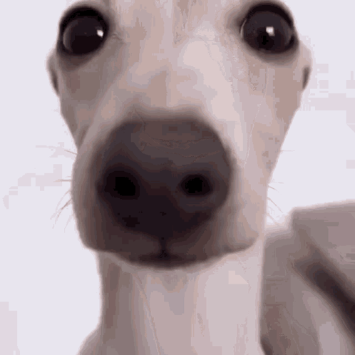 A Close Up Of A Dog 'S Face With A White Background GIF
