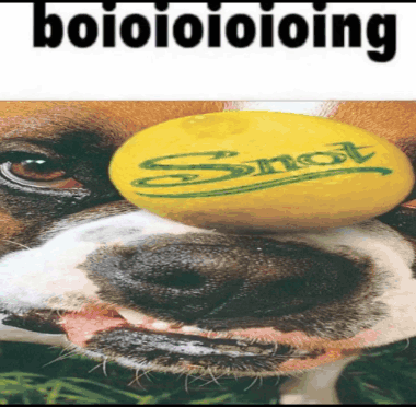 A Close Up Of A Dog 'S Face With A Yellow Object On Its Nose That Says Squirt GIF