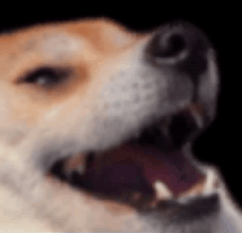 A Close Up Of A Dog 'S Face With Its Mouth Open GIF